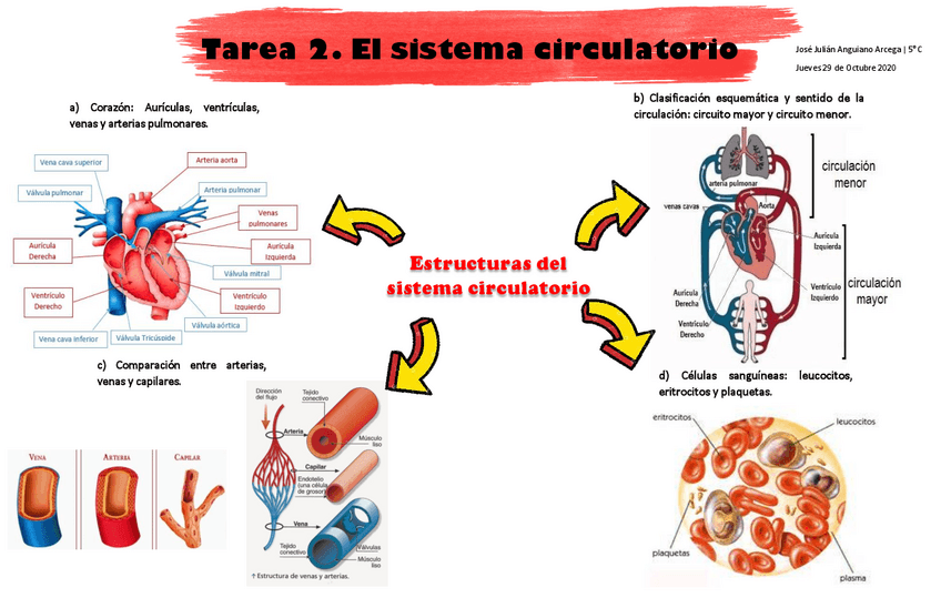 Miniatura del documento Tarea-2.-El-sistema-Circulatorio.pdf