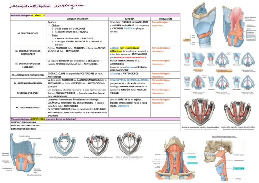 Miniatura del documento Musculatura-laringea.pdf