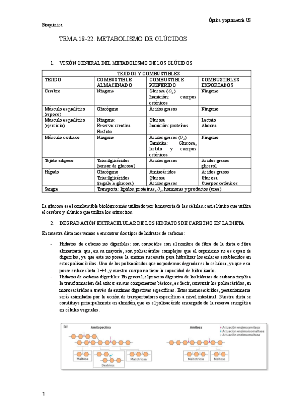 Miniatura del documento Temas-18-22.-Metabolismo-de-Glucidos.pdf