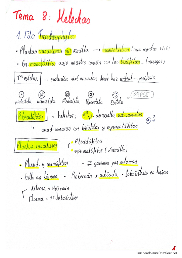 Miniatura del documento Tema-8-Helechos.pdf