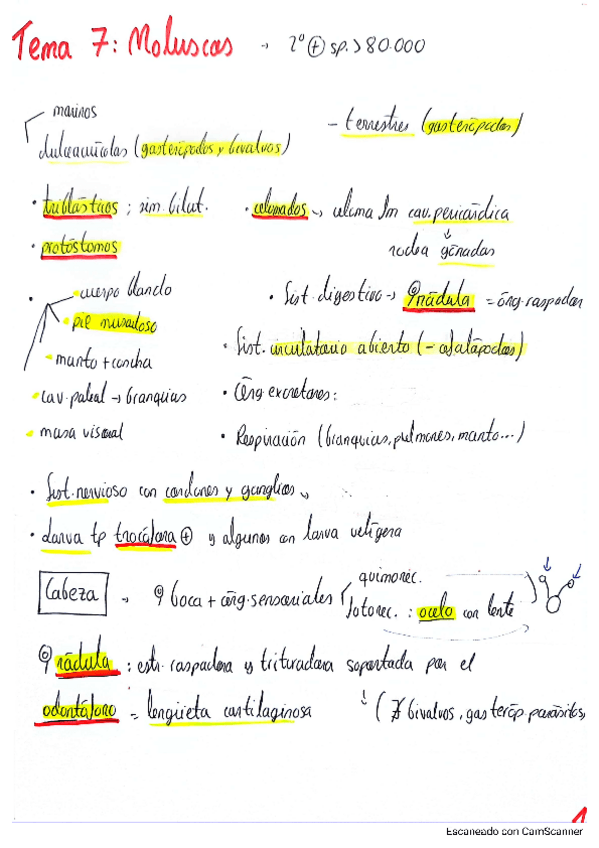 Miniatura del documento Tema-7-Moluscos.pdf
