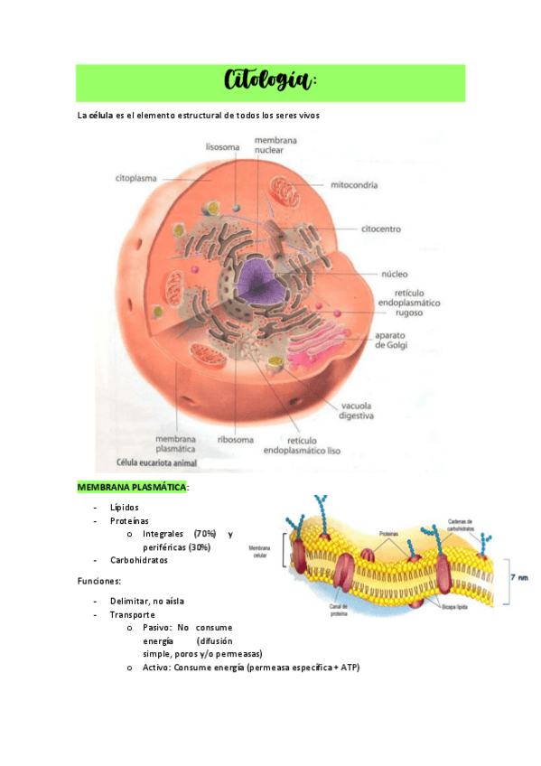 Miniatura del documento CITOLOGIAAPUNTES.pdf