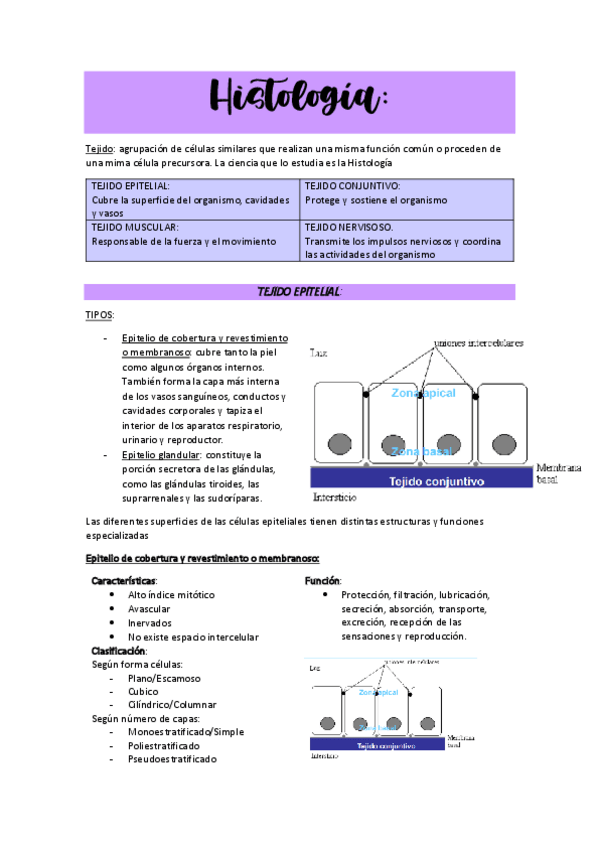 Miniatura del documento HISTOLOGIAAPUNTES.pdf
