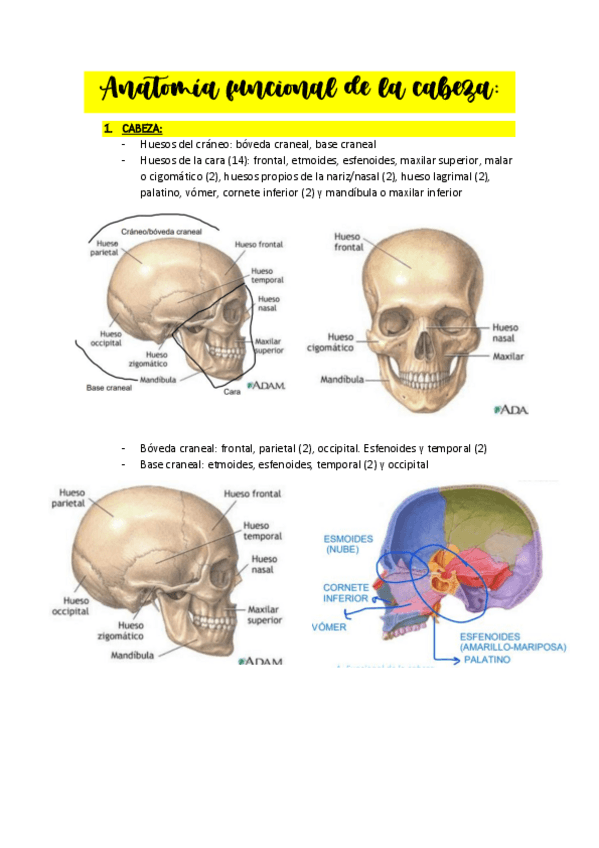 Miniatura del documento ANATOMIA.CABEZAAPUNTES.pdf