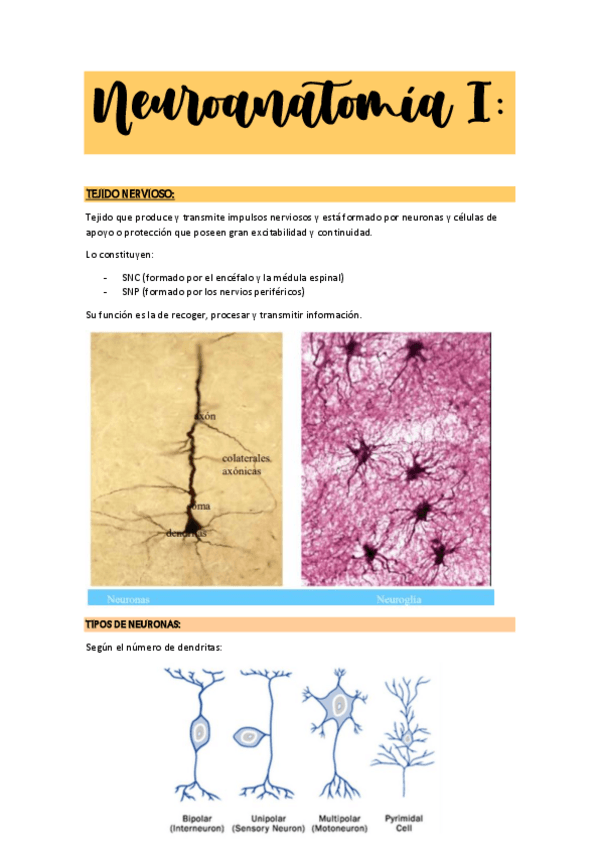 Miniatura del documento NEUROANATOMIAAPUNTES.pdf