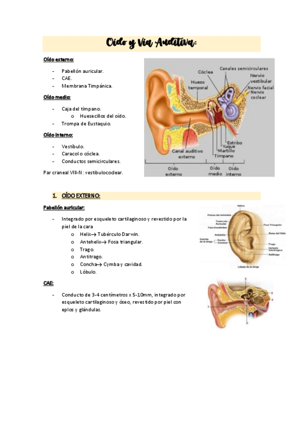 Miniatura del documento OIDO.Y.VIA.AUDITIVAAPUNTES.pdf