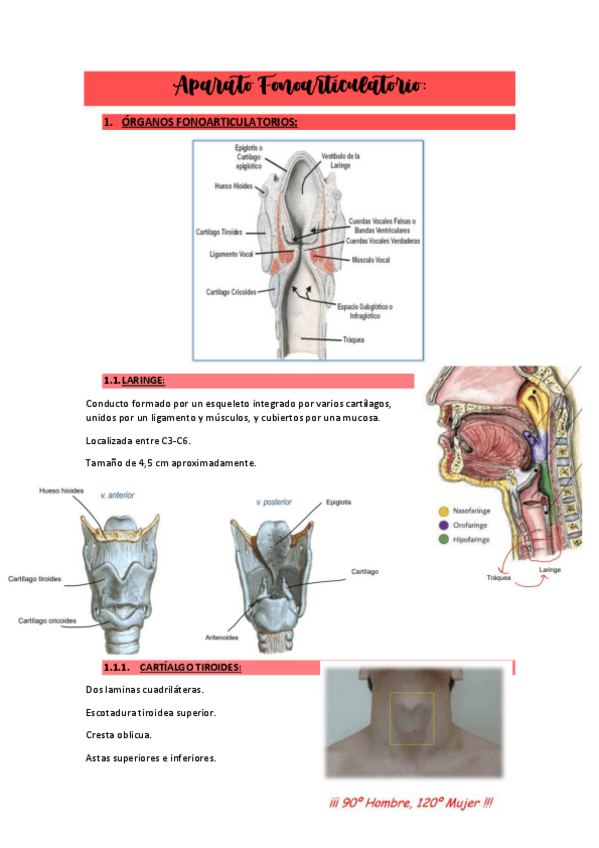 Miniatura del documento AP.FONOARTICULATORIOAPUNTES.pdf