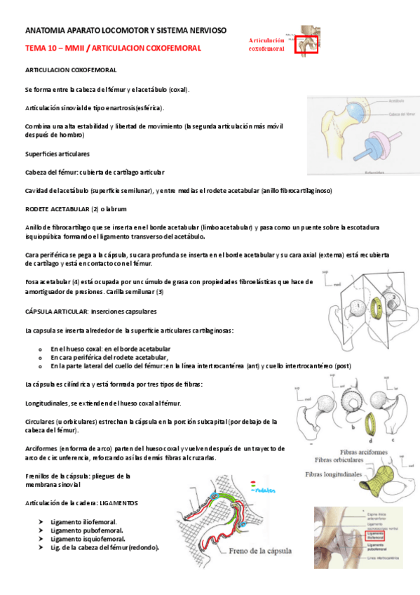 Miniatura del documento TEMA-10-COXOFEMORAL.pdf