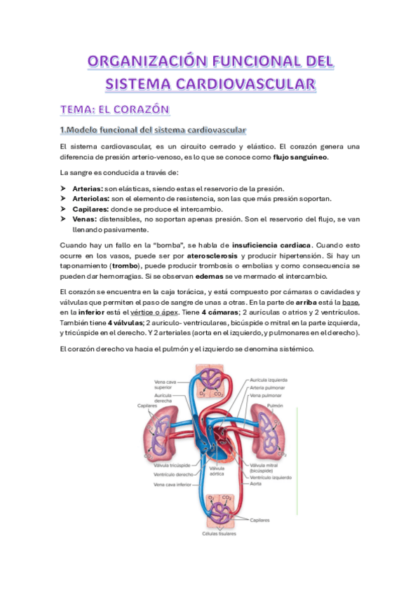 Miniatura del documento ORGANIZACION-FUNC.-SIST.-CARD.-EL-CORAZON.pdf