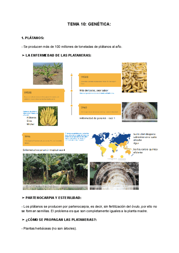 Miniatura del documento TEMA-10-GENETICA.pdf