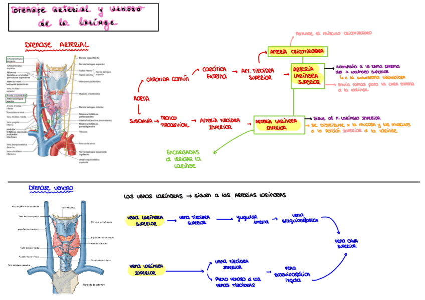 Miniatura del documento Drenaje-arterial-y-venoso-de-la-laringe.pdf