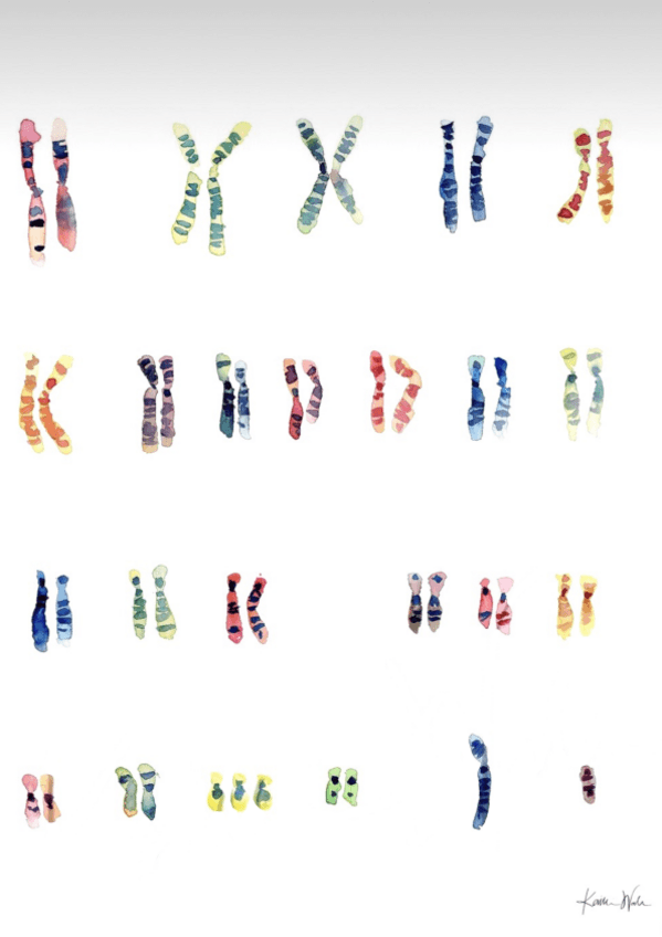 Miniatura del documento Genetica.pdf