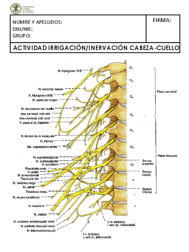 Miniatura del documento FICHA-IRRIGACION-E-INERVACION-CABEZA-CUELLO.pdf