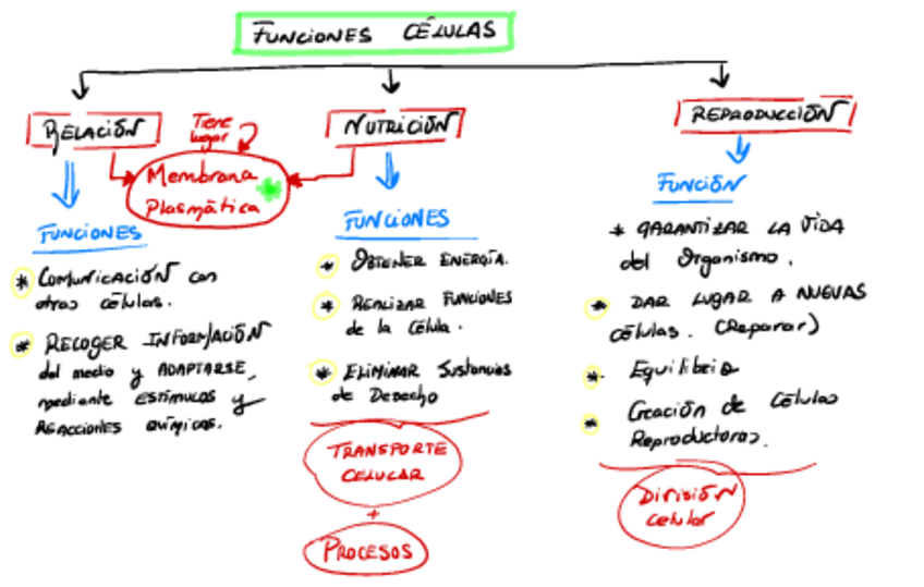 Miniatura del documento Unidad-3-Funciones-de-la-celulas.pdf