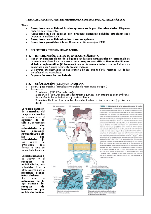 Miniatura del documento BLOQUE-RECEPTORES-TEMA-20.pdf