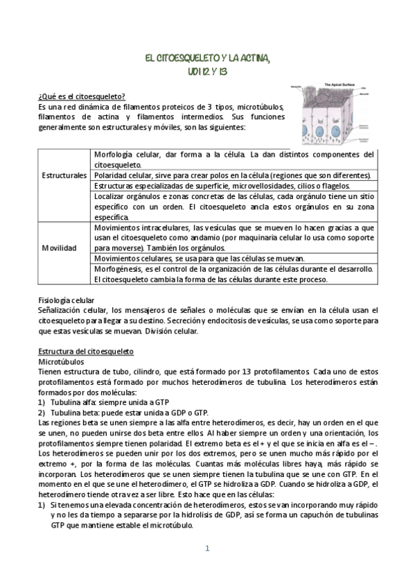 Miniatura del documento BIOLOGIA-CELULAR-UDI-12-Y-13.pdf