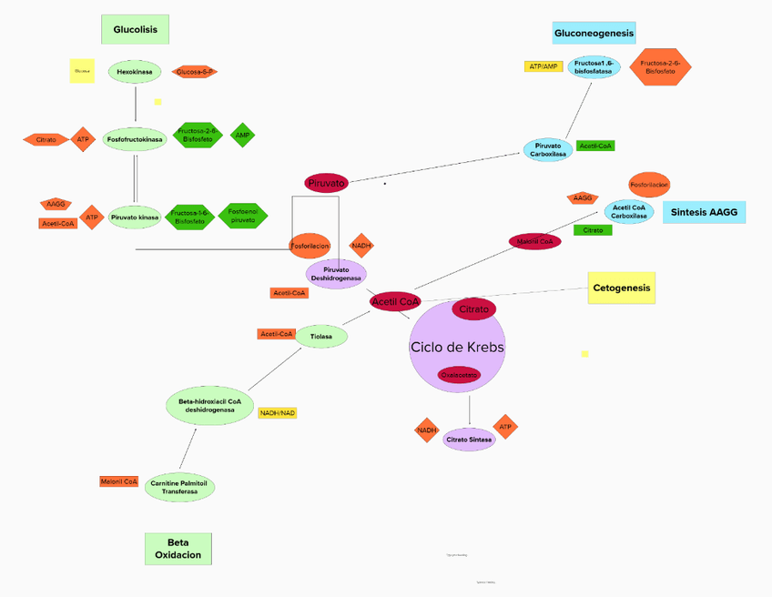 Miniatura del documento mapa-regulacion-metabolica.png