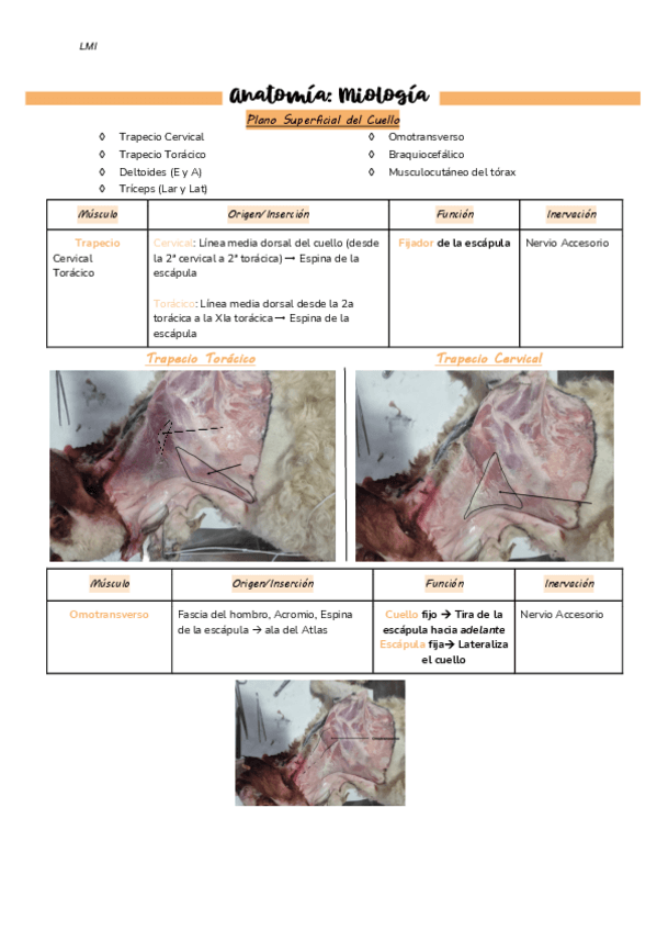 Miniatura del documento Apuntes Miología Cordero + Perro.pdf