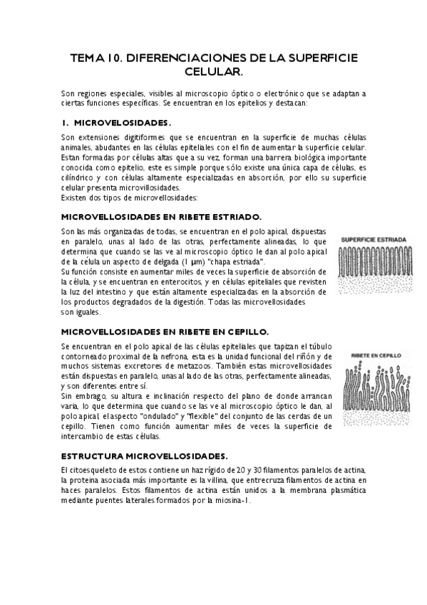 Miniatura del documento TEMA-10-imp.pdf