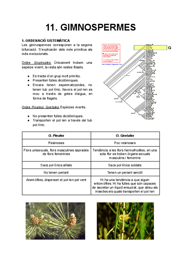 Miniatura del documento 11. Gimnospermes.pdf