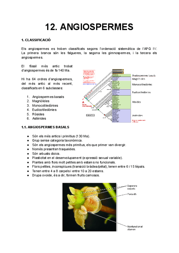 Miniatura del documento 12. Angiospermes.pdf