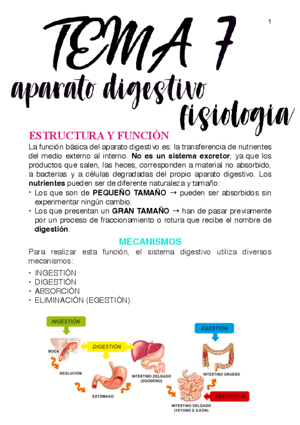 Miniatura del documento APUNTES-FISIOLOGIA-APARATO-DIGESTIVO.pdf