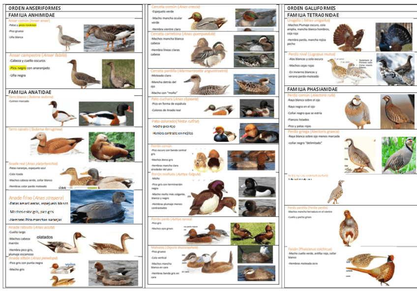 Miniatura del documento AVES.pdf