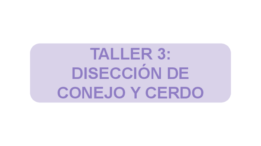 Miniatura del documento Anatomía-Taller 3-Disección de conejo y cerdo.pdf