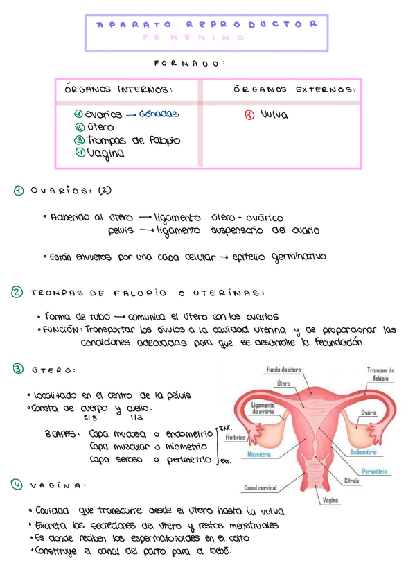 Miniatura del documento TEMA-19-20-APARATO-REPRODUCTOR.pdf