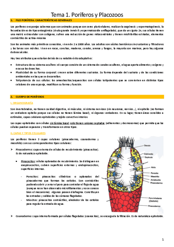 Miniatura del documento T1.2.-Poriferos-y-placozoos.pdf