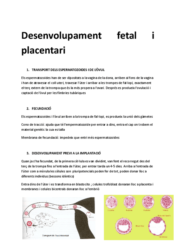 Miniatura del documento desenvolupament-fetal-i-placentari.pdf