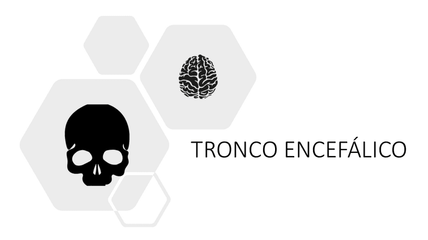 Miniatura del documento Neuroanatomia-en-imagenes.pdf