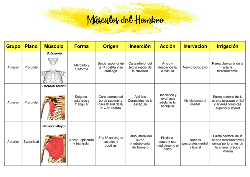 Miniatura del documento Miembro-superior240325224514.pdf