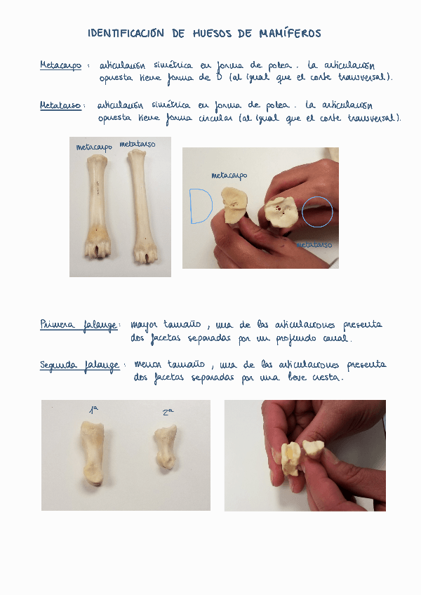 Miniatura del documento Identificacion-de-huesos-de-mamiferos.pdf