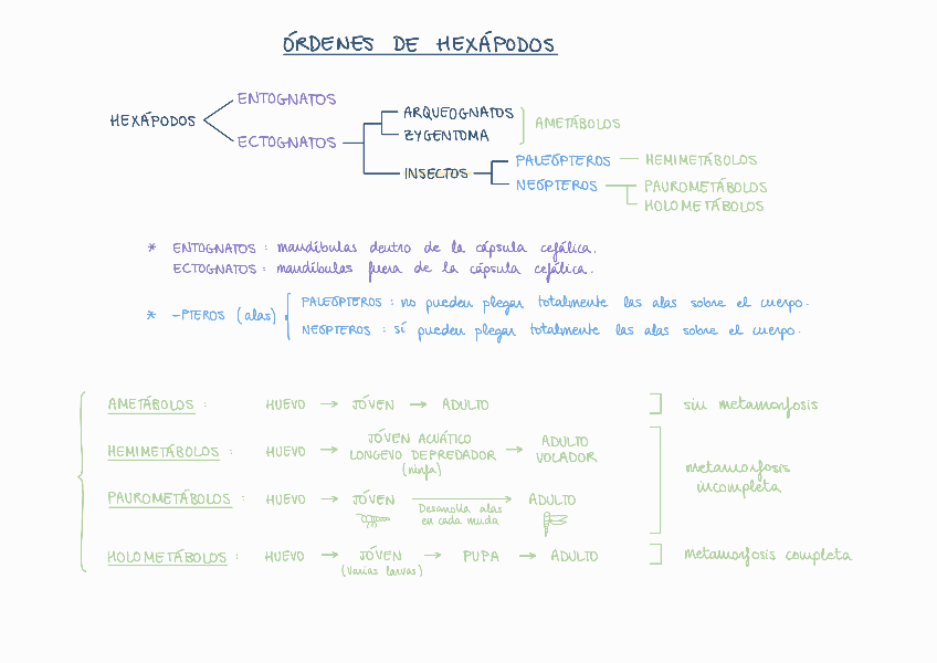 Miniatura del documento Esquema-e-identificacion-Hexapoda.pdf