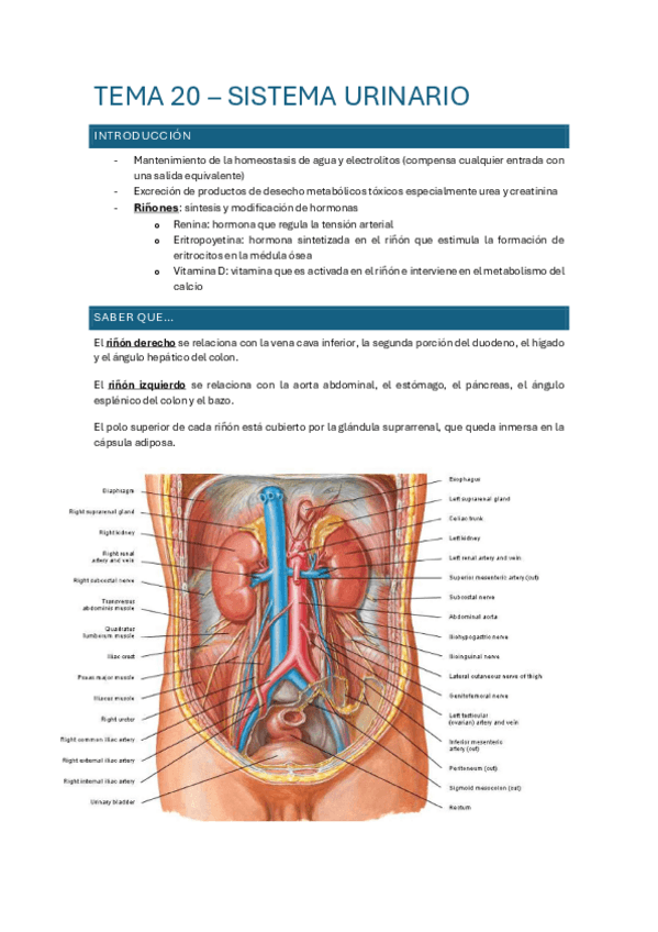Miniatura del documento sistema-urinario-20.pdf