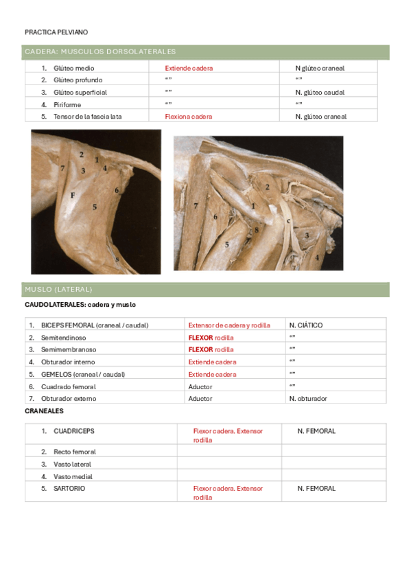 Miniatura del documento PRACTICA-PELVIANO-fotos--funcion--inervacion.pdf
