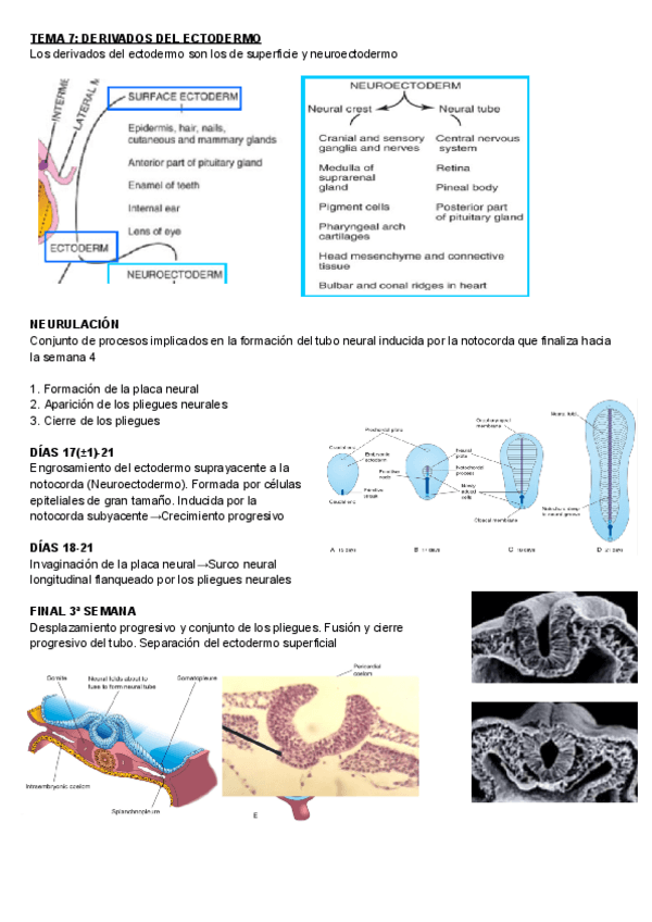 Miniatura del documento EMBRIOLOGIA-7-Y-8.pdf
