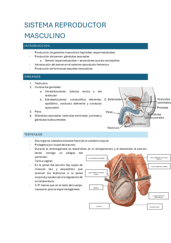 Miniatura del documento sistema-reproductor-masculino-22.pdf