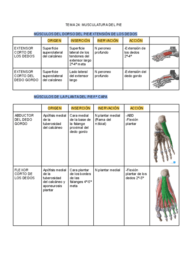 Miniatura del documento TEMA-24-MUSCULATURA-DEL-PIE.pdf
