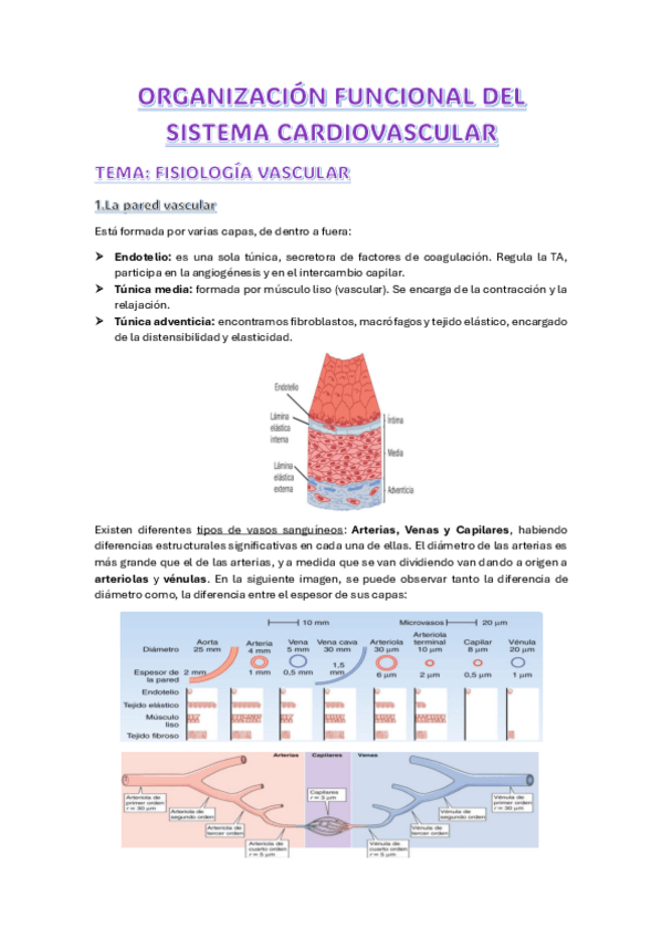 Miniatura del documento ORGANIZACION-FUNC.-SIST.-CARD.-FISIO-VASCULAR.pdf