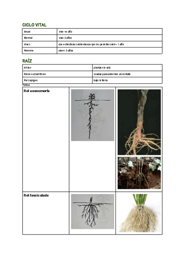 Miniatura del documento chuleta-de-organografia-con-fotos-de-los-test.pdf