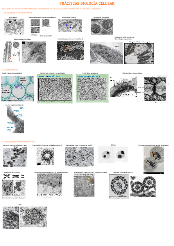Miniatura del documento Practicas-Biologia-Celular-3-observacion-mitocondrias-cloroplastos-pared-celular-y-citoesqueleto.pdf