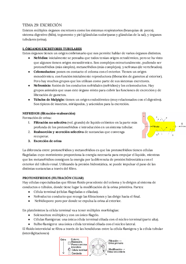 Miniatura del documento TEMA-29-EXCRECION.pdf