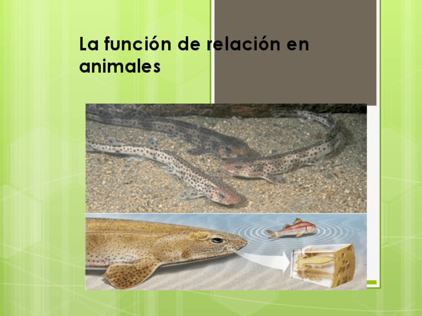 Miniatura del documento Tema-18-Receptores-y-efectores-en-animales.pptx-1.pdf
