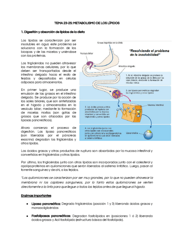 Miniatura del documento TEMA-23-25-METABOLISMO-DE-LOS-LIPIDOS.pdf