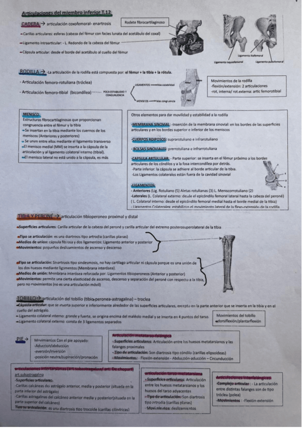 Miniatura del documento anatomia-PARCIAL-2.pdf