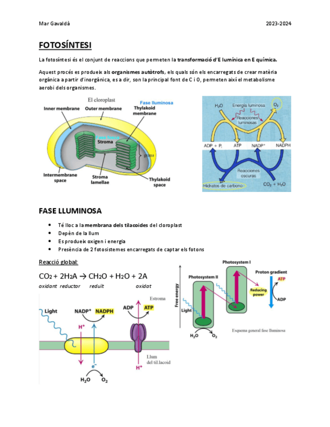 Miniatura del documento FOTOSINTESI1.pdf