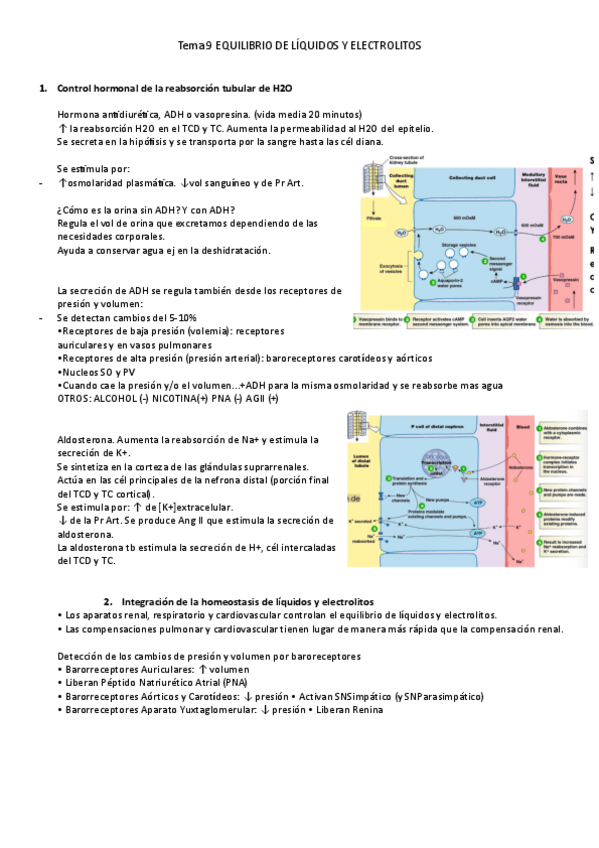 Miniatura del documento Tema-9-EQUILIBRIO-DE-LIQUIDOS-Y-ELECTROLITOS.pdf