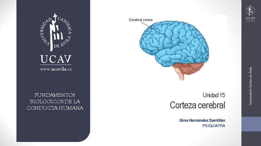 Miniatura del documento Tema-15.-Corteza-cerebral.pdf